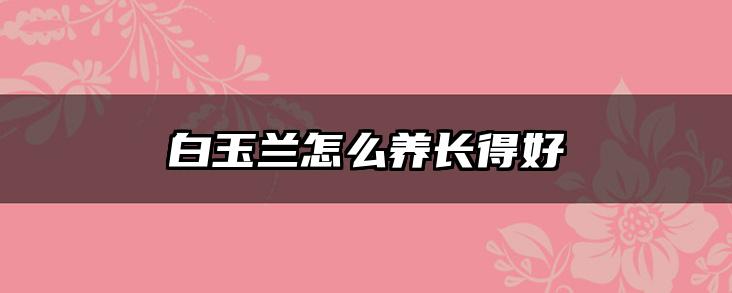 白玉兰怎么养长得好