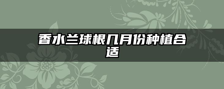 香水兰球根几月份种植合适