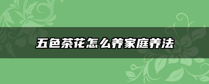 五色茶花怎么养家庭养法