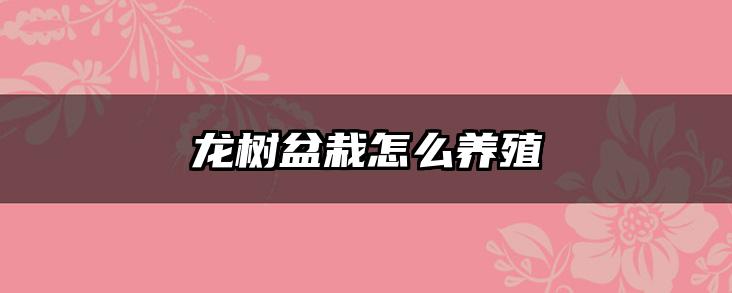 龙树盆栽怎么养殖