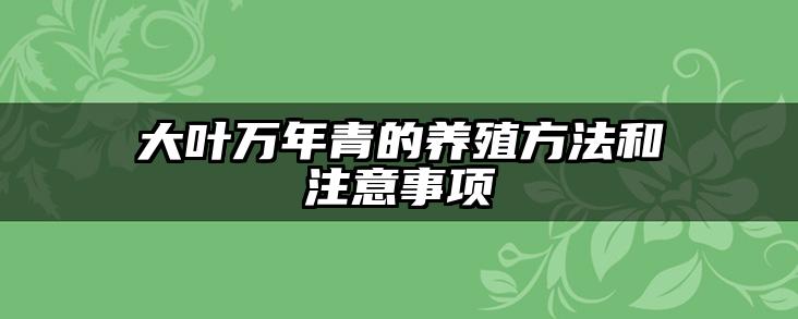大叶万年青的养殖方法和注意事项