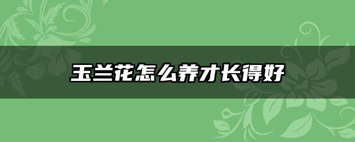 玉兰花怎么养才长得好