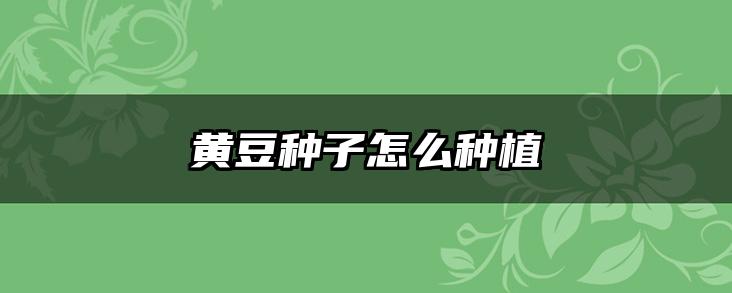 黄豆种子怎么种植