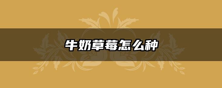 牛奶草莓怎么种