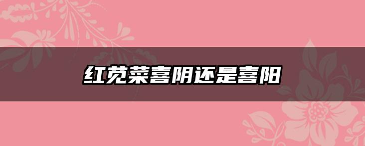 红苋菜喜阴还是喜阳