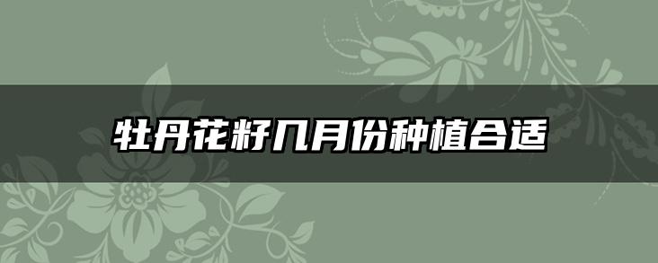 牡丹花籽几月份种植合适