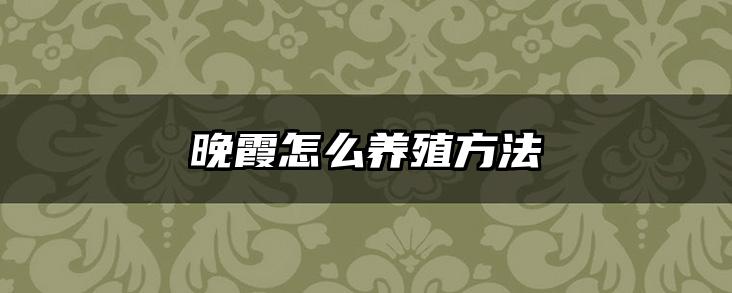 晚霞怎么养殖方法