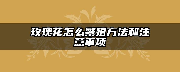 玫瑰花怎么繁殖方法和注意事项