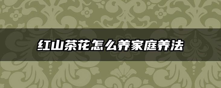 红山茶花怎么养家庭养法