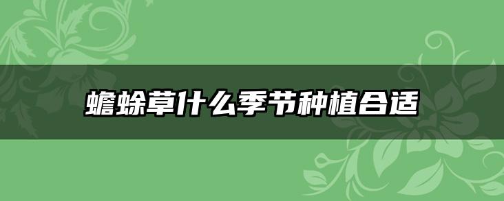蟾蜍草什么季节种植合适