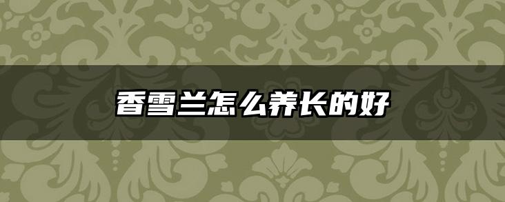 香雪兰怎么养长的好