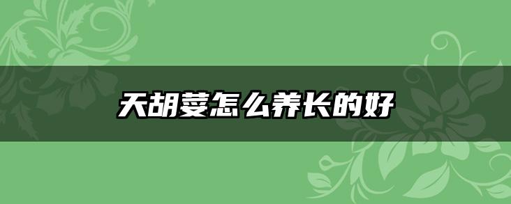 天胡荽怎么养长的好