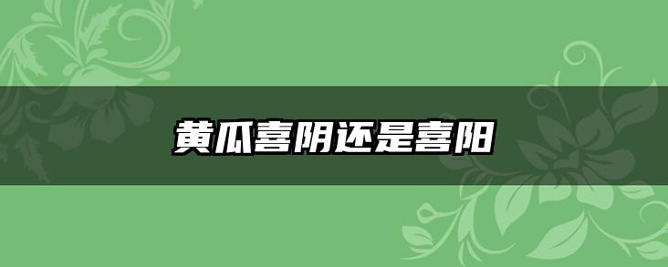 黄瓜喜阴还是喜阳