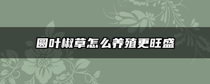 圆叶椒草怎么养殖更旺盛