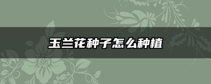 玉兰花种子怎么种植