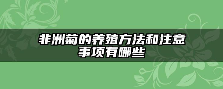 非洲菊的养殖方法和注意事项有哪些