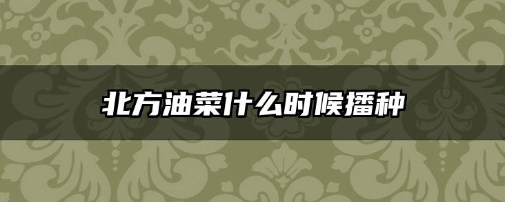 北方油菜什么时候播种