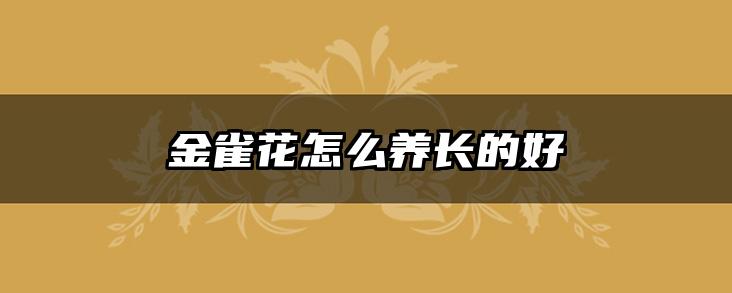 金雀花怎么养长的好
