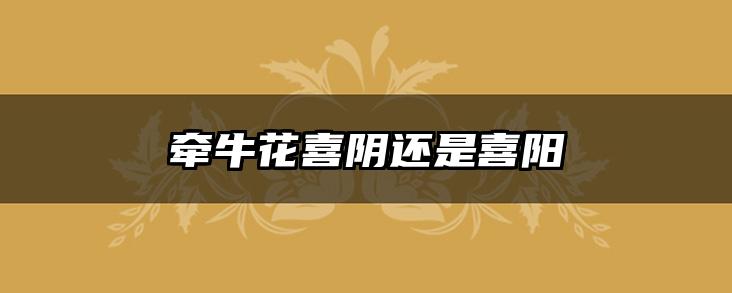 牵牛花喜阴还是喜阳