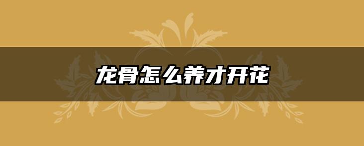 龙骨怎么养才开花