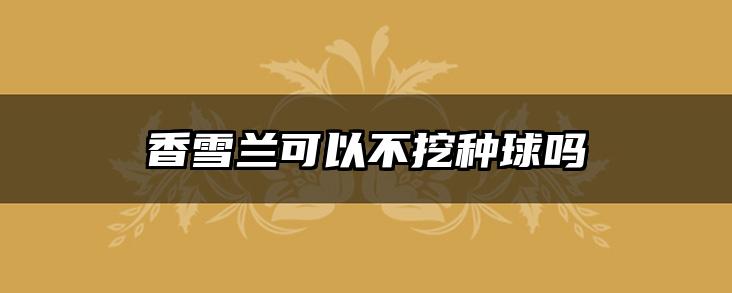香雪兰可以不挖种球吗