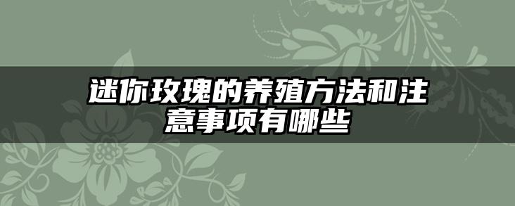迷你玫瑰的养殖方法和注意事项有哪些