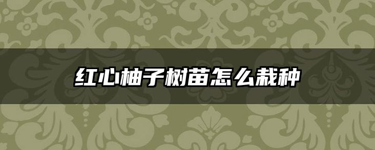 红心柚子树苗怎么栽种