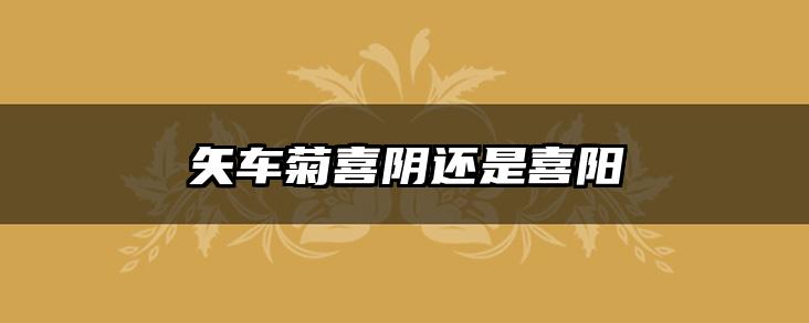 矢车菊喜阴还是喜阳