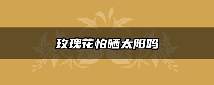 玫瑰花怕晒太阳吗