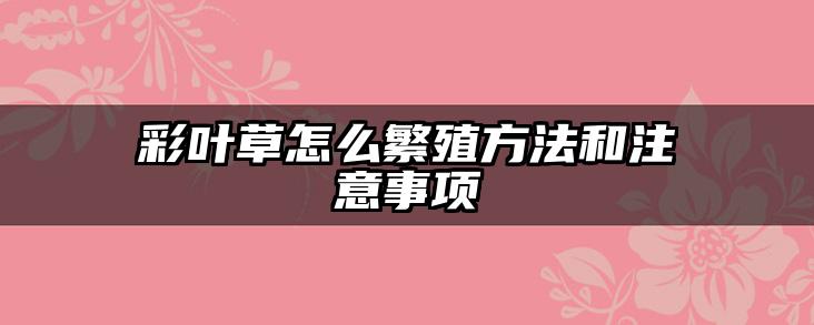 彩叶草怎么繁殖方法和注意事项