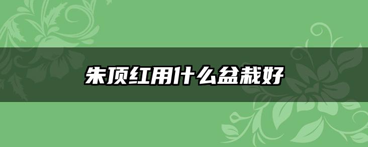 朱顶红用什么盆栽好