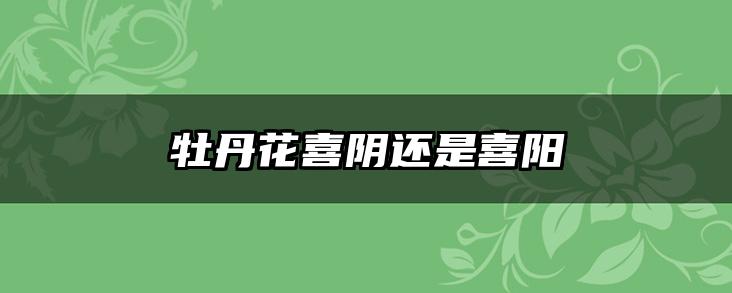 牡丹花喜阴还是喜阳