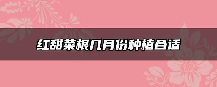 红甜菜根几月份种植合适