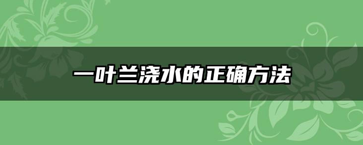 一叶兰浇水的正确方法