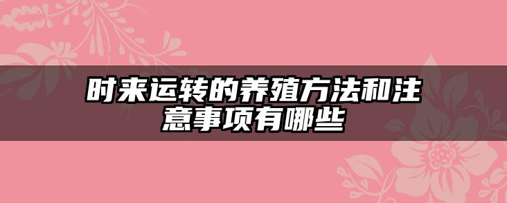 时来运转的养殖方法和注意事项有哪些