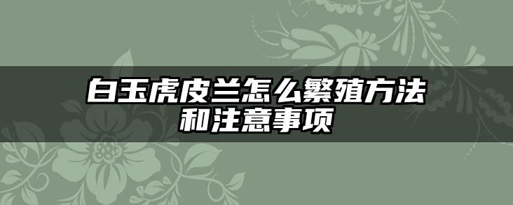 白玉虎皮兰怎么繁殖方法和注意事项