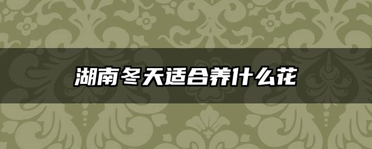 湖南冬天适合养什么花