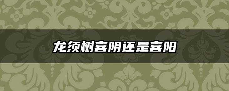 龙须树喜阴还是喜阳