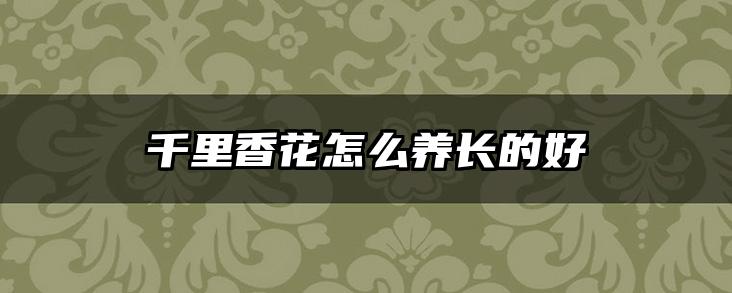 千里香花怎么养长的好