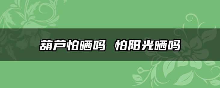 葫芦怕晒吗 怕阳光晒吗