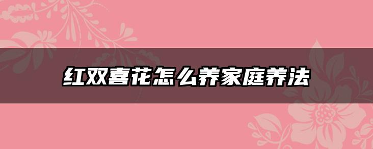 红双喜花怎么养家庭养法