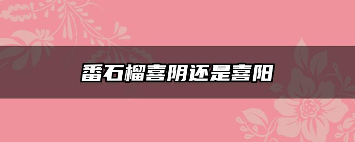 番石榴喜阴还是喜阳