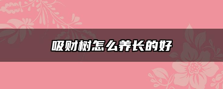 吸财树怎么养长的好
