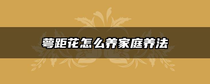 萼距花怎么养家庭养法