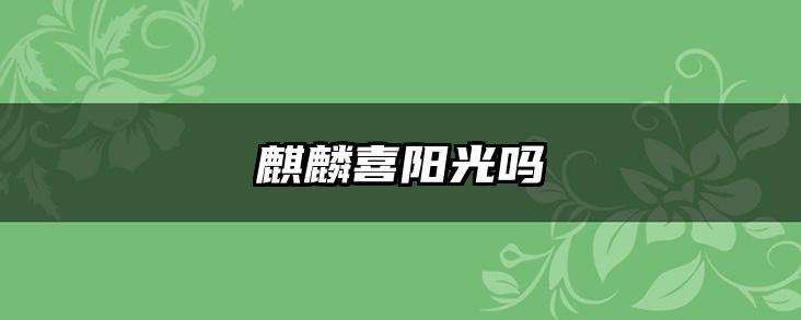 麒麟喜阳光吗