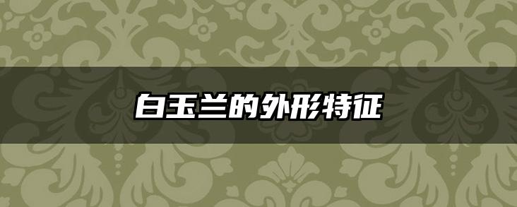 白玉兰的外形特征