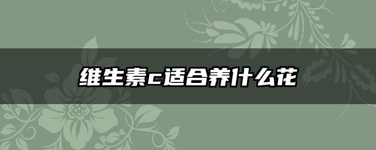 维生素c适合养什么花