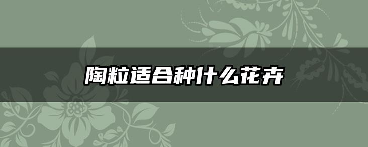 陶粒适合种什么花卉