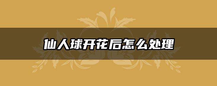 仙人球开花后怎么处理