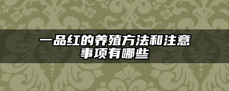 一品红的养殖方法和注意事项有哪些